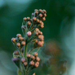 Wild Flowers
